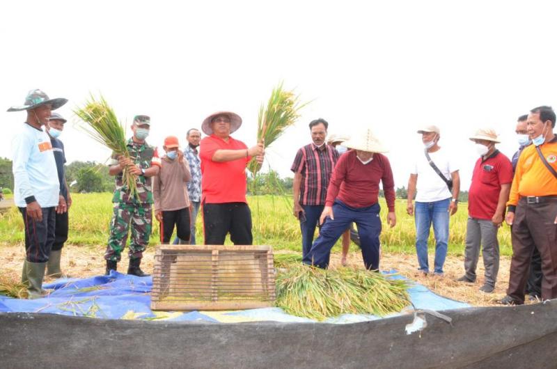 Ketua DPRD Badung Panen Padi Di Subak Ayunan, Petani Sumeringah Berkat ...